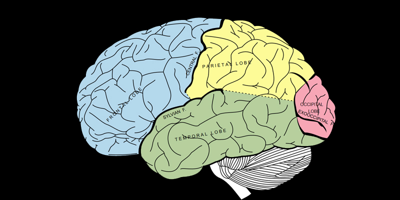 Brain