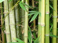 bamboo