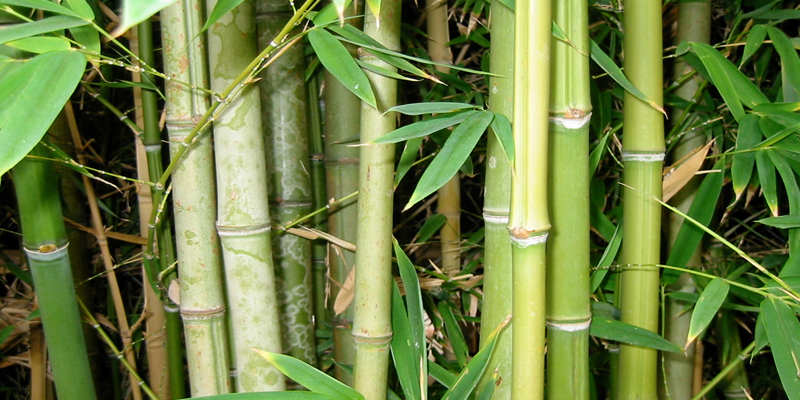 bamboo
