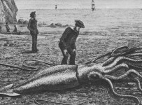 Squid